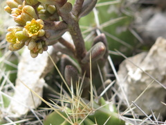 Lenophyllum guttatum