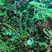 シロガヤ