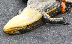 Broadleysaurus major