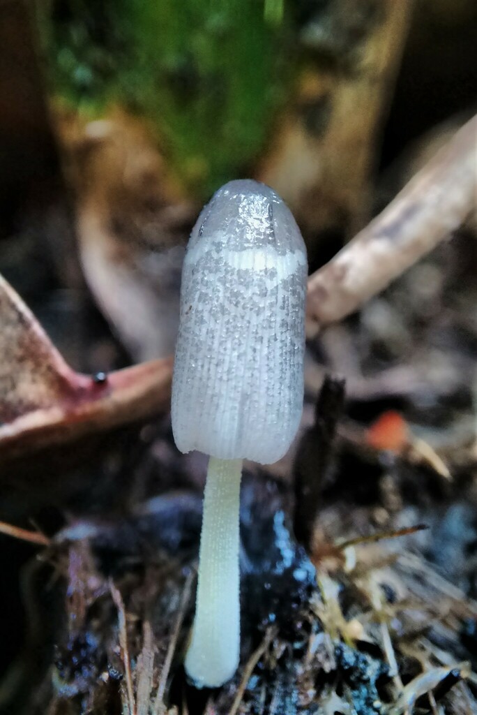 Bolbitius excoriatus