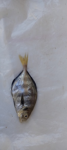 Bicolor jack (Hemicaranx bicolor) — Carangidae — 4