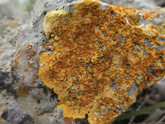 Caloplaca eugyra