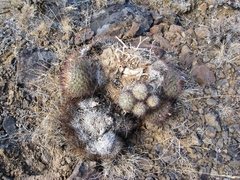 Pediocactus nigrispinus