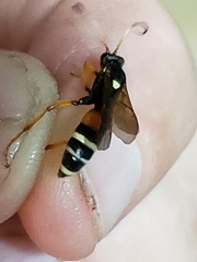 Ichneumon ambulatorius