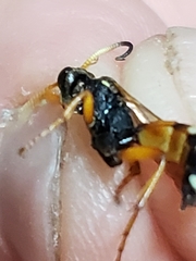 Ichneumon ambulatorius