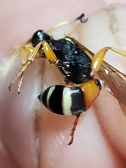 Ichneumon ambulatorius