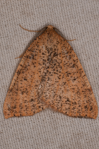 Drepanulatrix falcataria photo 2