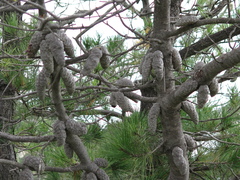 Pinus greggii