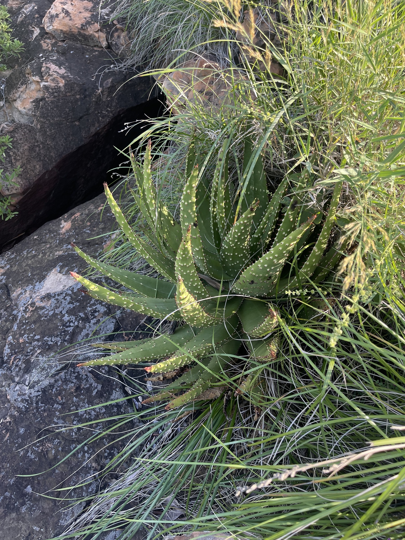 Imagem de Aloe espinhosa