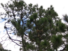 Pinus greggii
