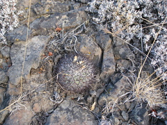 Pediocactus nigrispinus
