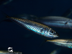Trachurus picturatus