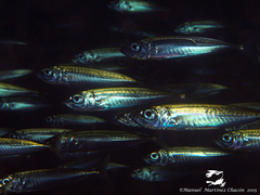 Trachurus picturatus