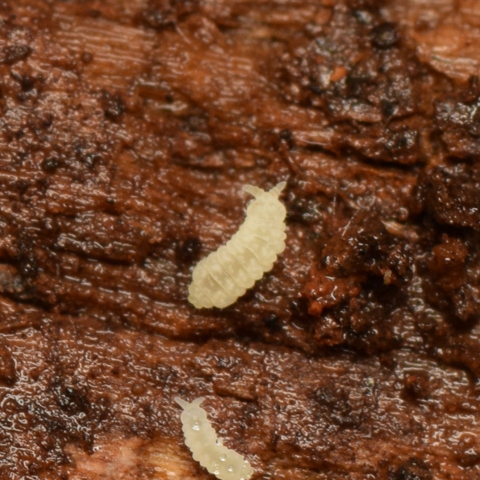 Paranura anops in March 2023 by Grant Wang · iNaturalist
