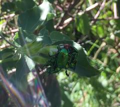 Calomacraspis splendens