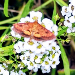 Pyrausta californicalis