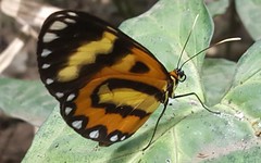 Placidina euryanassa
