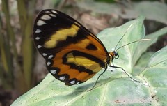 Placidina euryanassa
