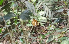 Placidina euryanassa