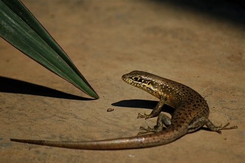 Speckle-lipped Mabuya