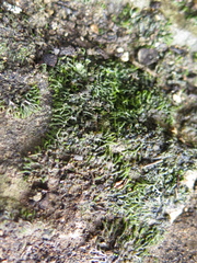 Speerschneidera euploca