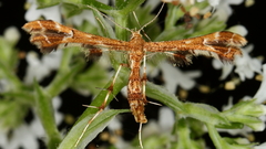 Geina periscelidactylus