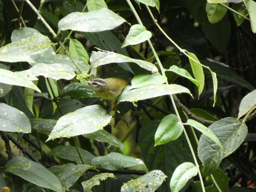 Three-striped Warbler (Basileuterus tristriatus), photo 6