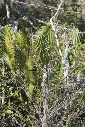 Dioon angustifolium, photograph 6