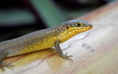 Trachylepis maculilabris