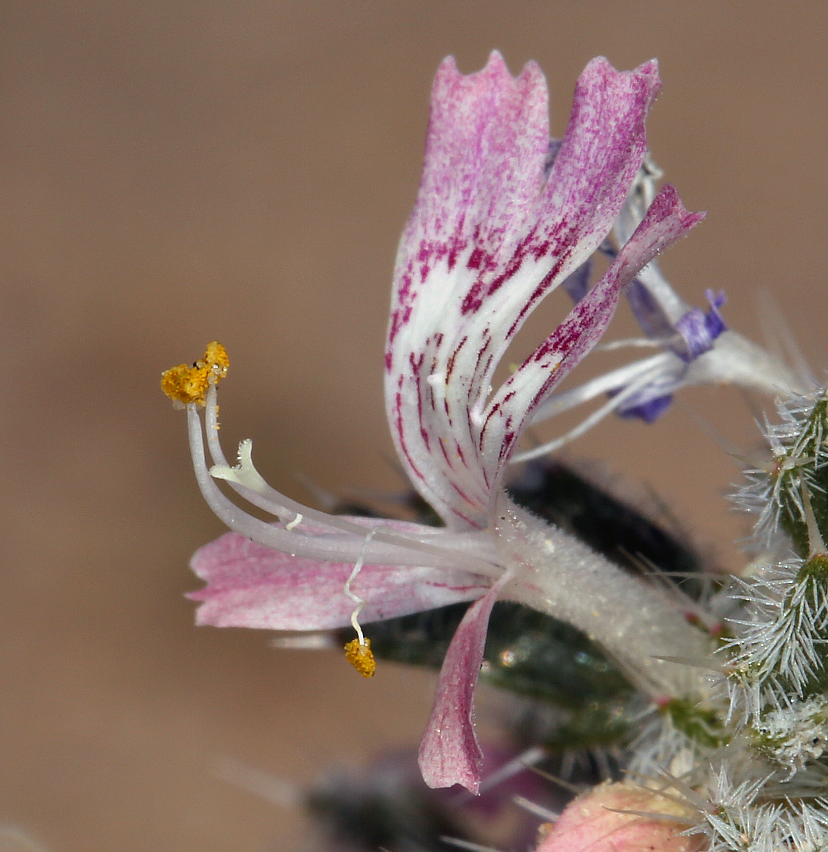 Loeseliastrum