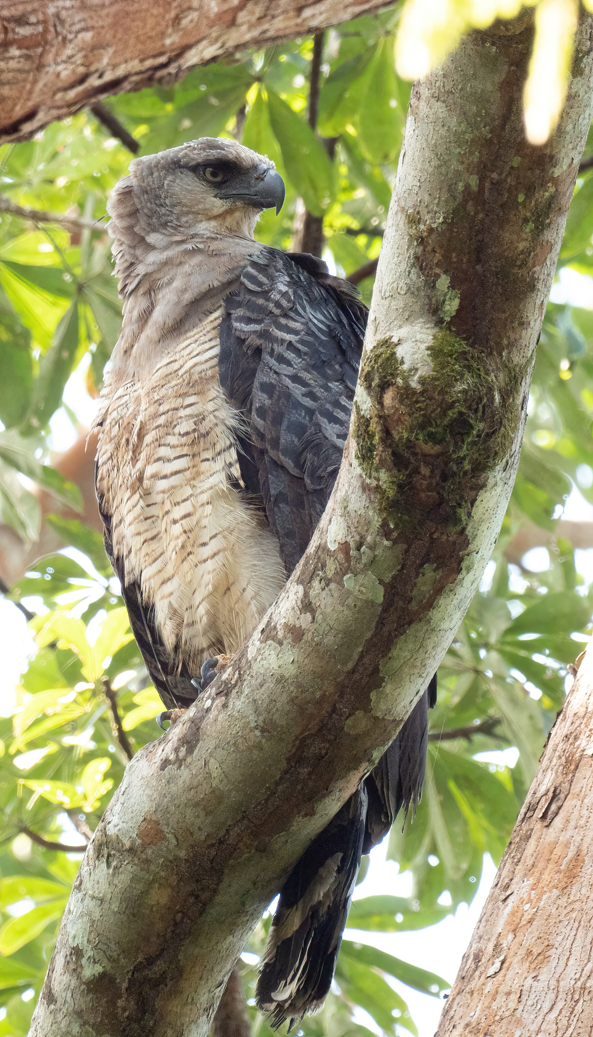 Águila crestada (Morphnus guianensis) · iNaturalist Chile