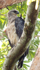 Crested Eagle photo 4