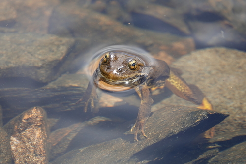 iNaturalist observation photo of Sierra Nevada Yellow-legged Frog