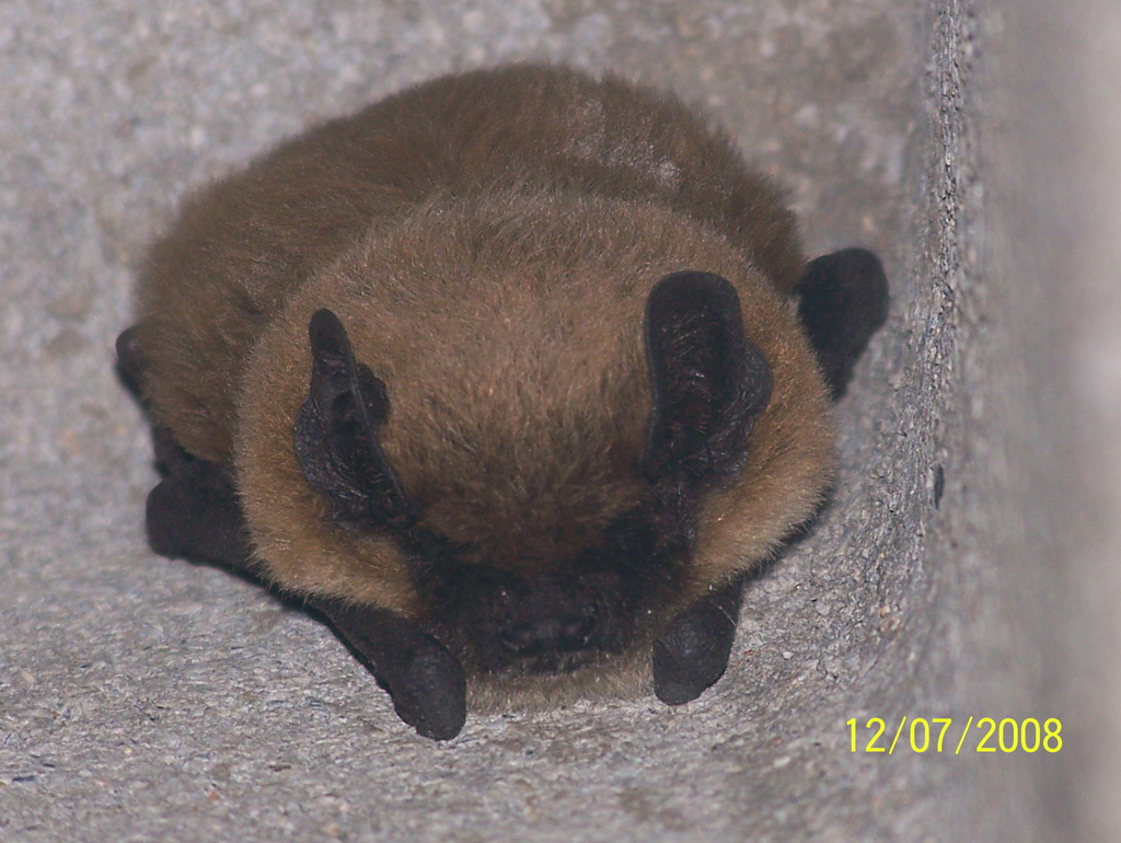 Isabelline Serotine Bat