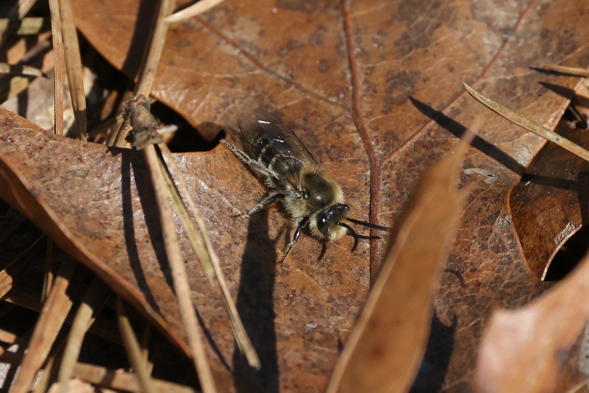 Haplotrinchus Inaequalis Colletes inaequalis Say, 1837