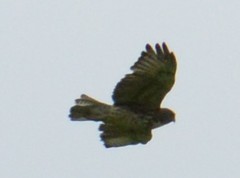 Buteo solitarius
