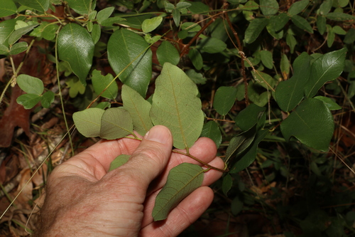 Image of Leichardt's Ironbark (Bridelia leichhardtii) by (c) Greg Tasney, some rights reserved (CC BY-SA)