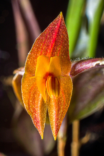 Ophelma Orchid