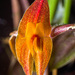 Lepanthes ophelma - Photo (c) Giovany Ladino, some rights reserved (CC BY-NC), uploaded by Giovany Ladino