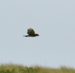 Buteo solitarius