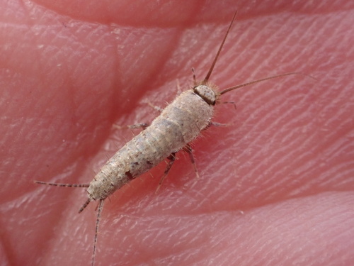 Ctenolepisma ciliata