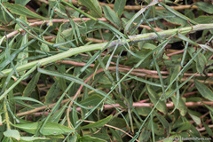 Symphyotrichum expansum