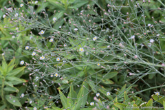 Symphyotrichum expansum