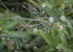 Symphyotrichum expansum