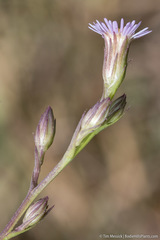 Symphyotrichum expansum