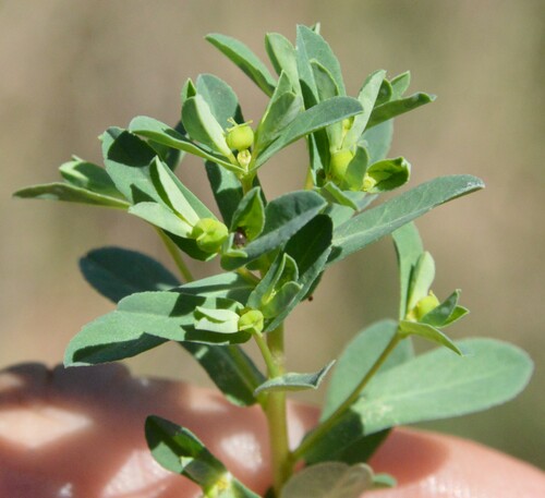 Image of Euphorbia texana by (c) Dan Johnson, some rights reserved (CC BY)
