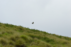 Buteo solitarius