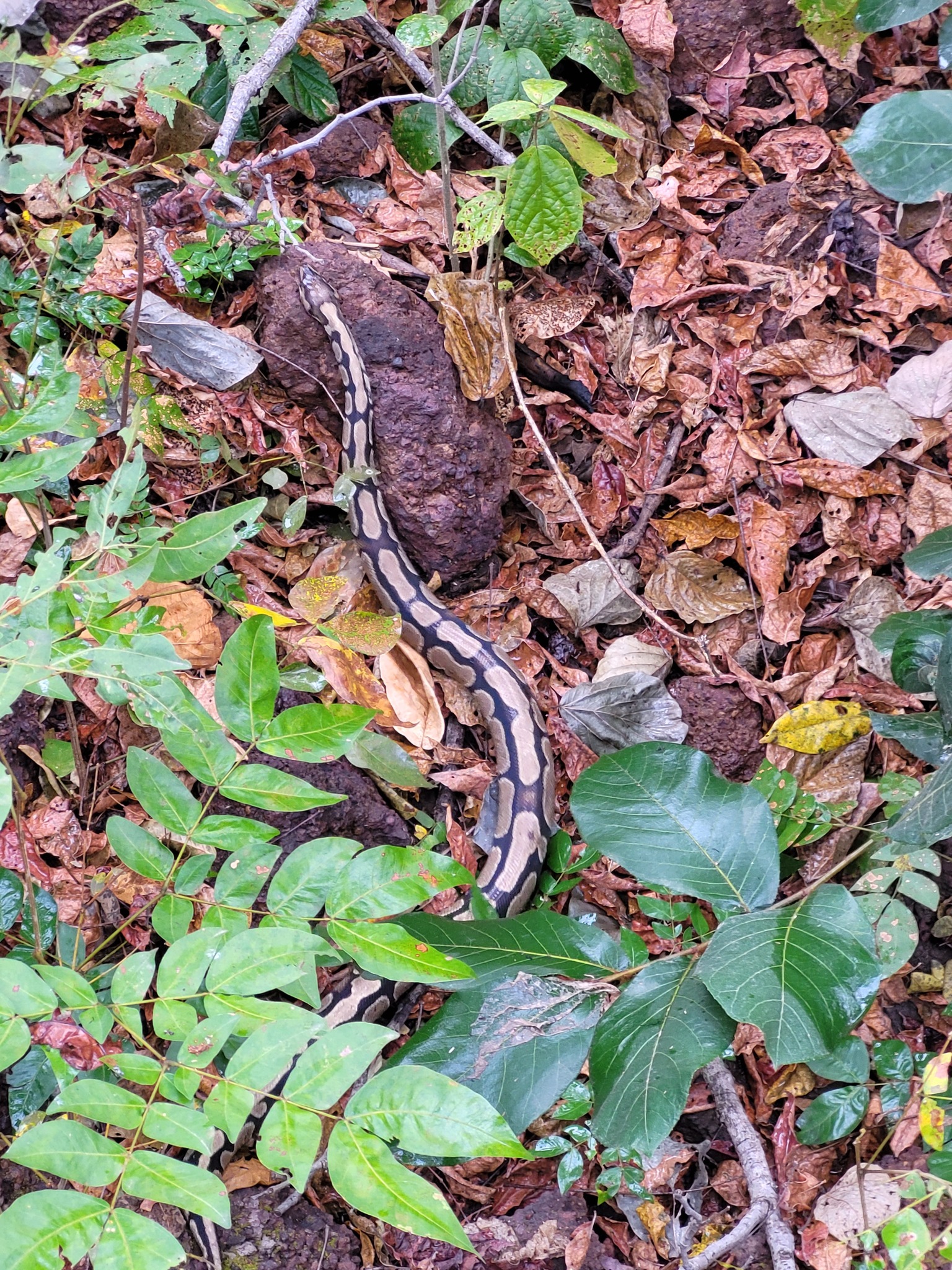 Python regius