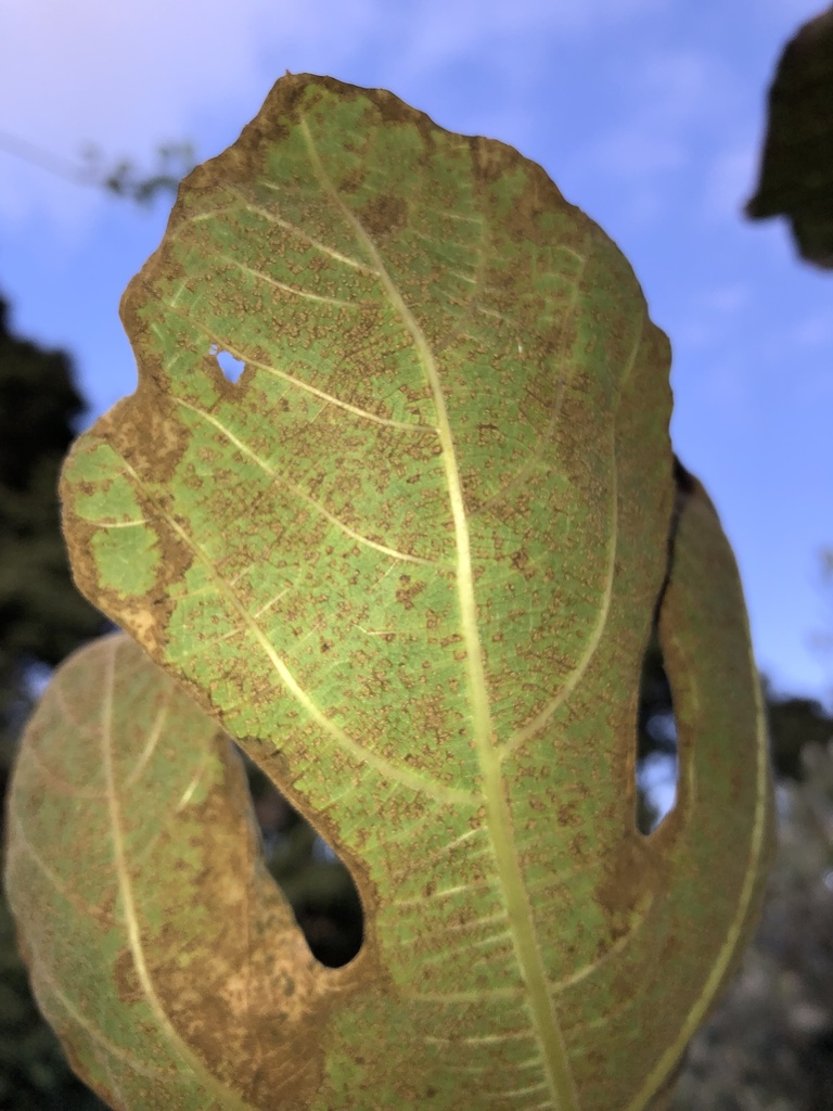 Feg Rust Fig rust from Auckland Botanic Gardens, Auckland, Auckland, NZ on March ...