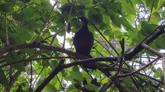 Penelope obscura